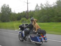 dog on bike.jpg