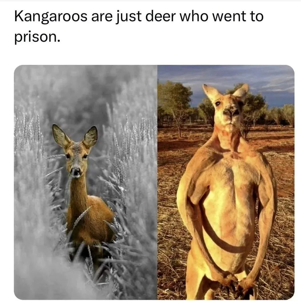 Name:  Kangaroos.jpg
Views: 77
Size:  141.6 KB
