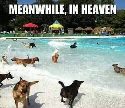 Name:  Dogs in Heaven.jpg
Views: 351
Size:  31.9 KB