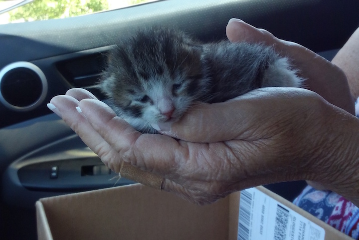 Name:  Kitten.jpeg
Views: 144
Size:  114.0 KB
