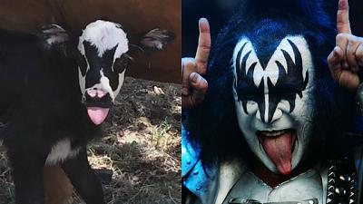 Click image for larger version. 

Name:	calf and gene simmons GETTY_1501618568351_3864885_ver1.0_640_360.jpg 
Views:	363 
Size:	165.0 KB 
ID:	47464