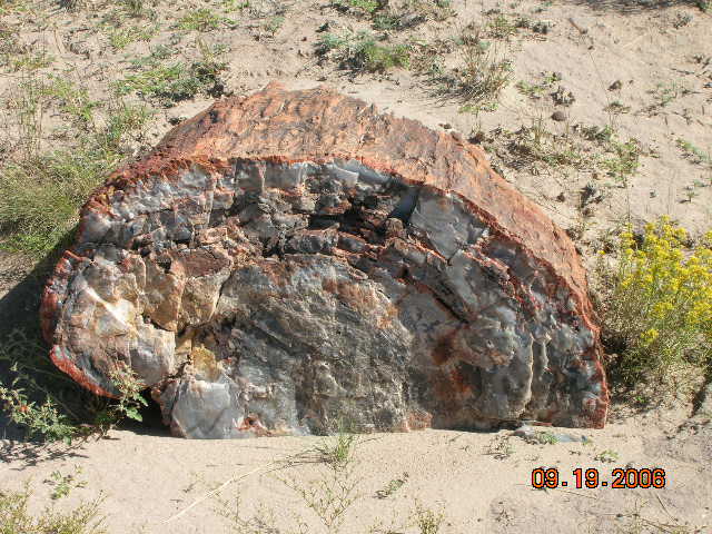Name:  Petrified Forest 07.jpg
Views: 206
Size:  103.0 KB