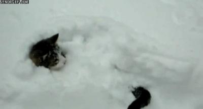 Click image for larger version. 

Name:	funny-gifs-stuck-in-the-snow.gif.cf.jpg 
Views:	203 
Size:	8.2 KB 
ID:	41017
