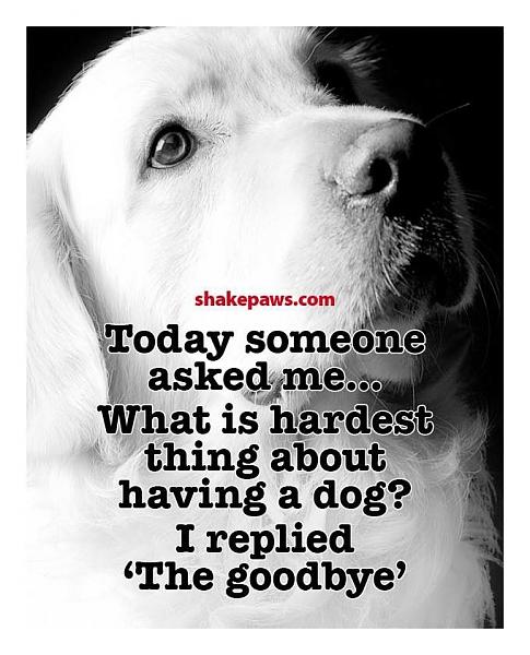Click image for larger version. 

Name:	9f3b16dc677bbefa70d1a05f98b23b51--animal-quotes-dog-stuff.jpg 
Views:	183 
Size:	79.7 KB 
ID:	77443